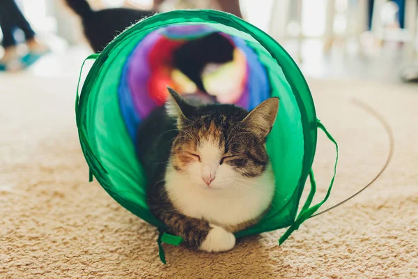 Calico Cat Framed and Alert in Cat Tunnel Toy.