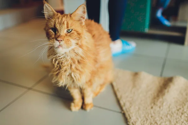 Close-up Portrait of Angry Red Maine Coon Cat with Funny Chin Looks in Camera. — Stock Photo, Image