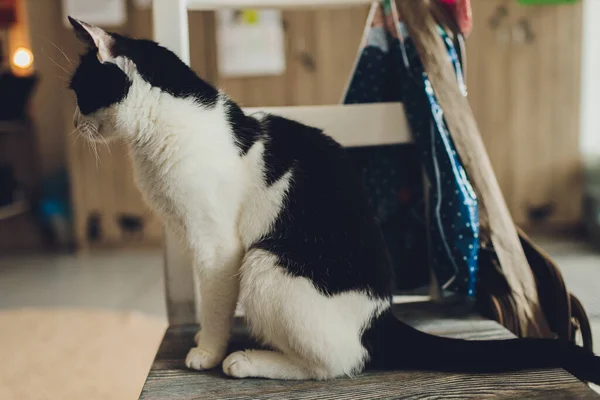 Bonito fofo casa preto com branco gato. — Fotografia de Stock