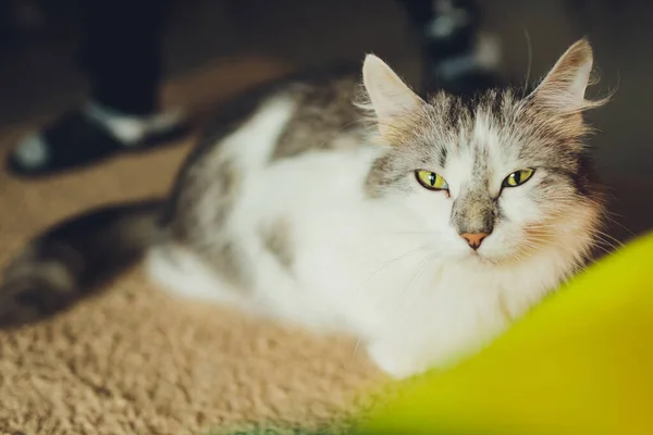 Driekleurig gevlekt katje zittend op een bontdeken voor katten. — Stockfoto