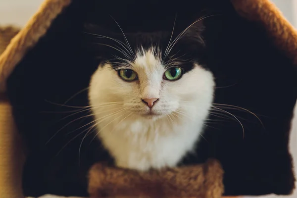Niedliche schwarz-weiße Katze im Tierheim. — Stockfoto