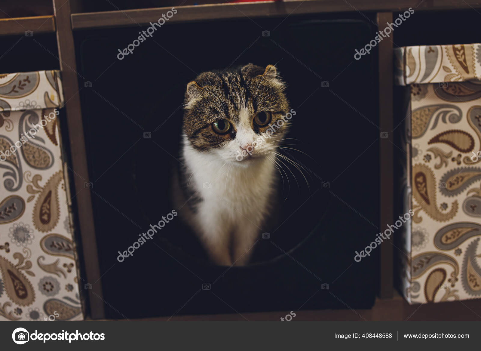 Mignon Chat Noir Et Blanc Dans Une Animalerie Image Libre De Droit Par Vershinin Photo C Mignon Chat Noir Et Blanc Dans Une Animalerie Image Libre De Droit Par Vershinin Photo C
