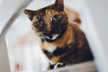 Bengal kedisi Bengal kedisi benekli.