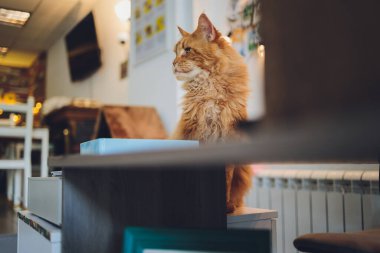Kırmızı tekir kuşu kedi yavrusu. Kedi kulübesinde yatan turuncu küçük kedi.
