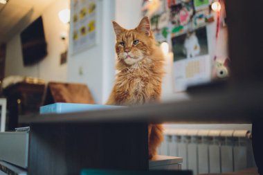 Kırmızı tekir kuşu kedi yavrusu. Kedi kulübesinde yatan turuncu küçük kedi.