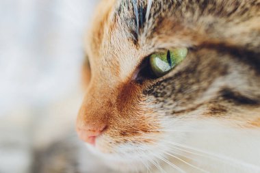 Bengal kedisi Bengal kedisi benekli.