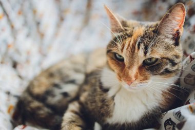 Bengal kedisi Bengal kedisi benekli.