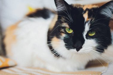 Bengal kedisi Bengal kedisi benekli.