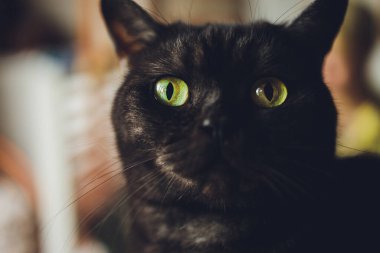 Bengal kedisi Bengal kedisi benekli.