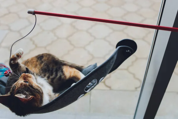 Кіт грає в рибальський стрижень кіт іграшка, що лежить в настінному склі, встановленому на ліжку вдома . — стокове фото