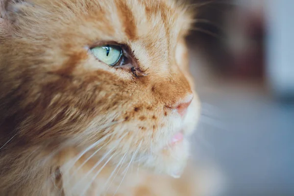 Красный Тэбби Мэн Кун Котёнок. Оранжевый котенок лежит на кошачьем домике. — стоковое фото