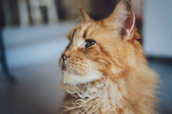Красный Тэбби Мэн Кун Котёнок. Оранжевый котенок лежит на кошачьем домике. — стоковое фото