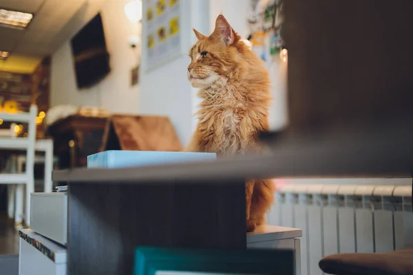 Red gestromte Maine Coon Kätzchen. Orangefarbene kleine Katze liegt auf Katzenhaus. — Stockfoto