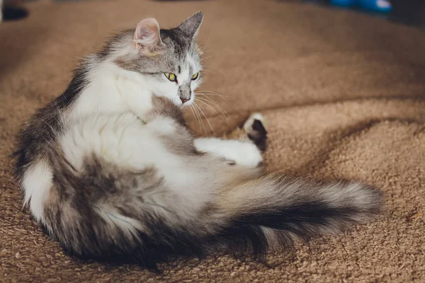 Giovane carino zenzero gatto leccarsi per pulire. — Foto Stock