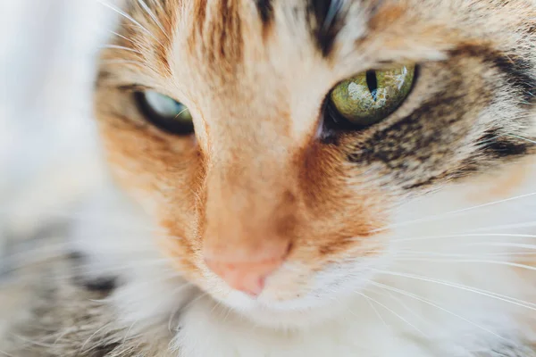 Симпатична маленька котяча кішка, що кладе плямисту . — стокове фото