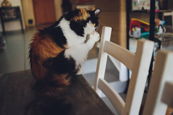 얼룩이 있는 귀여운 긴코 고양이. — 스톡 사진