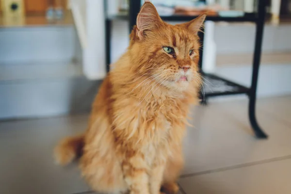 Red tabby maine coon kitten. Orange little cat laying on cat house. — Stock Photo, Image