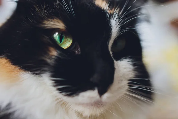 Söt liten bengal kattunge om fläckig. — Stockfoto