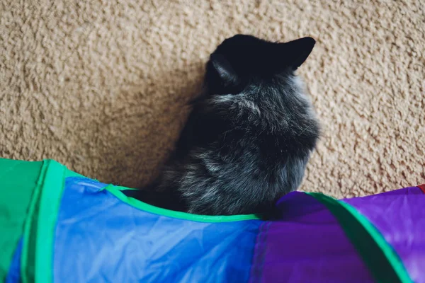 Calico Cat Framed and Alert in Cat Tunnel Toy.