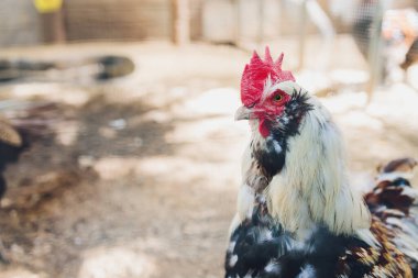 Çiftlikteki bir tavuğa yakın Gallus gallus domesticus.