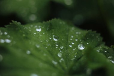 Yağmur damlaları yeşil yaprakların üzerine düştükten sonra arka planda, damlacıkların parlaklığı yüzey yaprağının üzerinde, Koyu Düz renk metin için doğal arkaplan yatar.