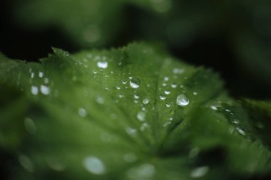 Yağmur damlaları yeşil yaprakların üzerine düştükten sonra arka planda, damlacıkların parlaklığı yüzey yaprağının üzerinde, Koyu Düz renk metin için doğal arkaplan yatar.