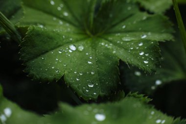 Yağmur damlaları yeşil yaprakların üzerine düştükten sonra arka planda, damlacıkların parlaklığı yüzey yaprağının üzerinde, Koyu Düz renk metin için doğal arkaplan yatar.