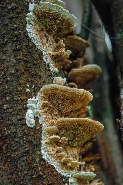 Psathyrella candolleana, gombacsoport nő a fán. — Stock Fotó