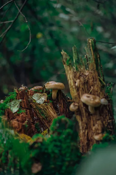 Psathyrella candolleana, groupe de champignons poussant sur l'arbre. — Photo