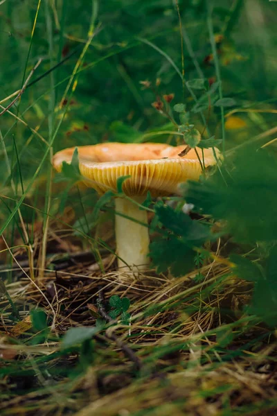 Psathyrella candolleana, groupe de champignons poussant sur l'arbre. — Photo