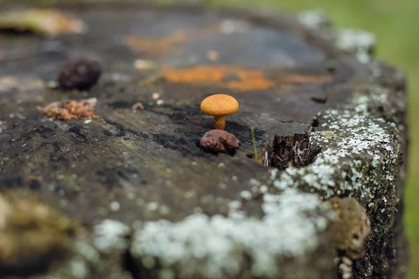 Psathyrella candolleana, groupe de champignons poussant sur l'arbre. — Photo