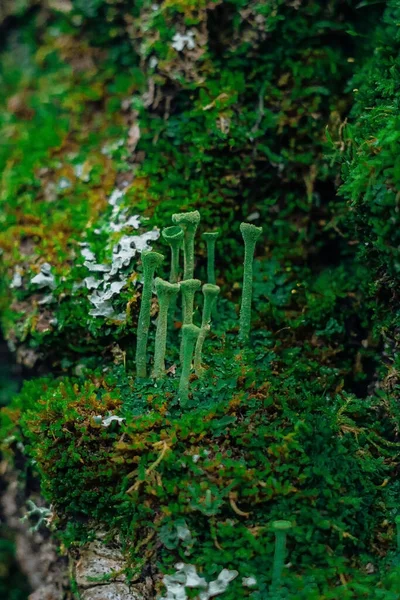 Moss cresce fortemente na casca desta árvore e cria uma textura atraente. — Fotografia de Stock