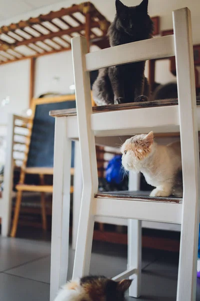 Δύο γάτες φίλους maine ρακούν και calico φυλές που κάθονται κάτω και πάνω από την κορυφή της καρέκλας κοιτάζοντας μέσα από το παράθυρο στο σπίτι σαλόνι. — Φωτογραφία Αρχείου