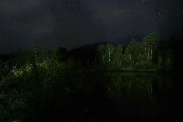 Baumsilhouette gegen Nachthimmel mit Sternen. — Stockfoto