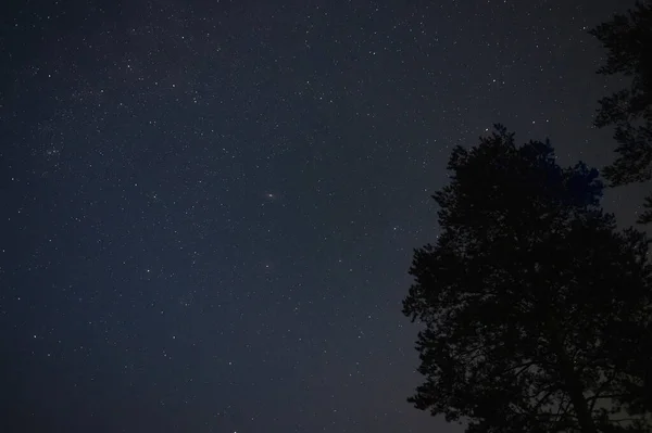 Silueta stromů proti noční obloze s hvězdami. — Stock fotografie