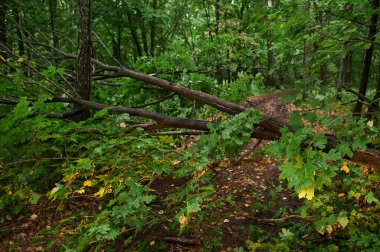 Yağmurlu bir günde kırsal kesimde yol ıslak çamurlu..