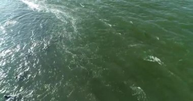 Cape kürk fokları, Arctocephalus pusillus, Güney Afrika 'daki False Bay' deki Seal Island 'da denize girip çıkıyor. Bu bölge mevsimsel olarak kürk foklarını avlayan Büyük Beyaz Köpekbalıkları tarafından sıklıkla ziyaret edilir..