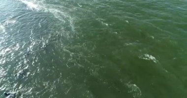 Cape kürk fokları, Arctocephalus pusillus, Güney Afrika 'daki False Bay' deki Seal Island 'da denize girip çıkıyor. Bu bölge mevsimsel olarak kürk foklarını avlayan Büyük Beyaz Köpekbalıkları tarafından sıklıkla ziyaret edilir..