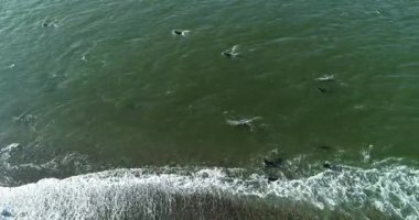 Cape kürk fokları, Arctocephalus pusillus, Güney Afrika 'daki False Bay' deki Seal Island 'da denize girip çıkıyor. Bu bölge mevsimsel olarak kürk foklarını avlayan Büyük Beyaz Köpekbalıkları tarafından sıklıkla ziyaret edilir..