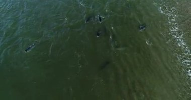 Cape kürk fokları, Arctocephalus pusillus, Güney Afrika 'daki False Bay' deki Seal Island 'da denize girip çıkıyor. Bu bölge mevsimsel olarak kürk foklarını avlayan Büyük Beyaz Köpekbalıkları tarafından sıklıkla ziyaret edilir..