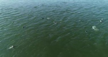 Cape kürk fokları, Arctocephalus pusillus, Güney Afrika 'daki False Bay' deki Seal Island 'da denize girip çıkıyor. Bu bölge mevsimsel olarak kürk foklarını avlayan Büyük Beyaz Köpekbalıkları tarafından sıklıkla ziyaret edilir..