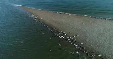 Cape kürk fokları, Arctocephalus pusillus, Güney Afrika 'daki False Bay' deki Seal Island 'da denize girip çıkıyor. Bu bölge mevsimsel olarak kürk foklarını avlayan Büyük Beyaz Köpekbalıkları tarafından sıklıkla ziyaret edilir..