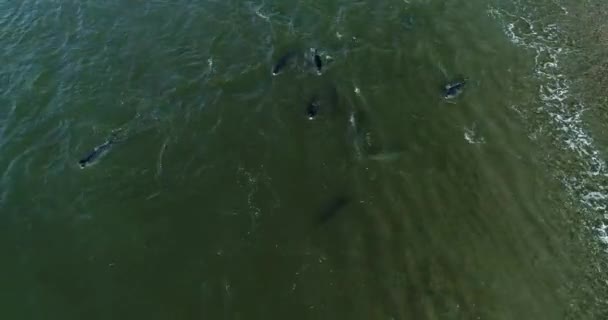 As focas-de-pele-do-cabo, Arctocephalus pusillus, agregam-se dentro e fora do mar na ilha Seal, em False Bay, África do Sul. Esta área é sazonalmente frequentada por grandes tubarões brancos que caçam focas. — Vídeo de Stock