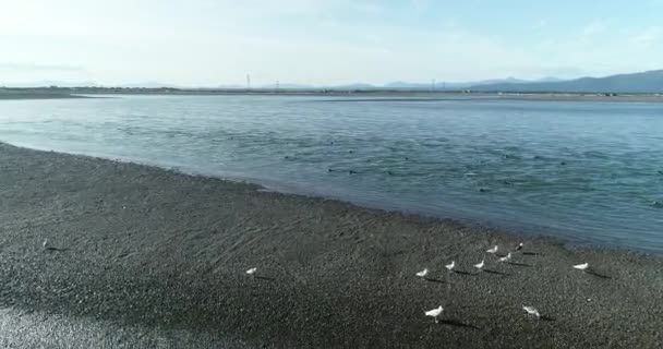 Tuleni z mysu, Arctocephalus pusillus, se shromažďují v moři a z něj na Seal Islandu v False Bay v Jižní Africe. Tato oblast je sezónně navštěvována žraloky bílými, kteří loví tuleně. — Stock video