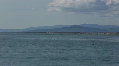 Aç martı kuşları balıklar için savaşıyor..