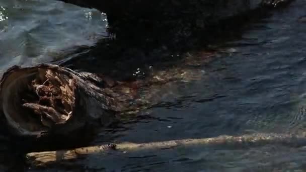 Un tronco arrojado por las olas en la orilla del mar. — Vídeos de Stock