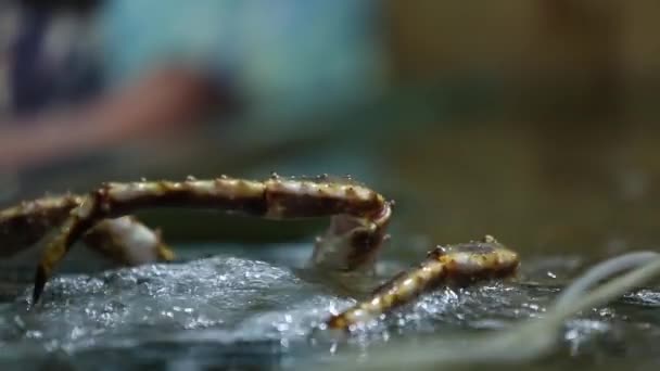 Krab probeert uit het aquarium te komen. — Stockvideo