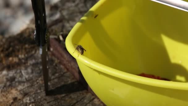 Vespa em pratos sujos, piquenique, pratos de plástico. — Vídeo de Stock