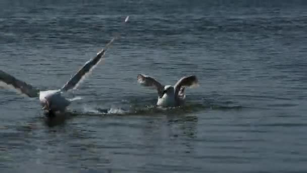 Πεινασμένα πουλιά γλάρος αγωνίζονται για τα υπόλοιπα ψάρια. — Αρχείο Βίντεο