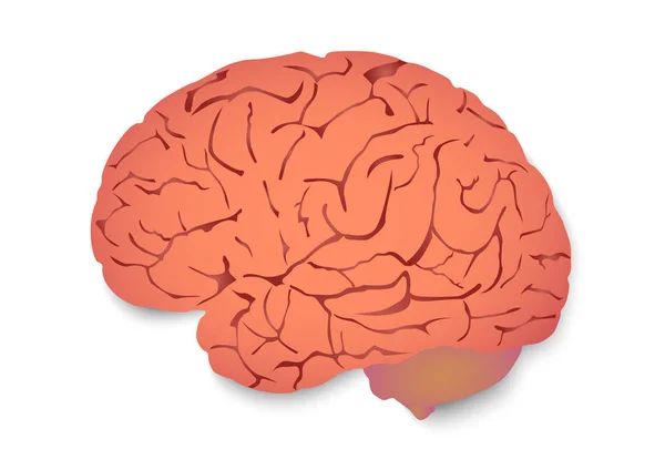 Εγκέφαλοι Μέρος Του Ανθρώπινου Σώματος — Διανυσματικό Αρχείο